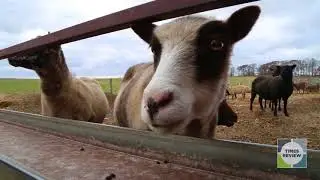 One minute on the North Fork: 8 Hands Farm