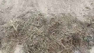 Dry as a bone: Clay soil problems