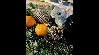 Tipp tapp, tipp tapp (Advents-/Weihnachtslied)