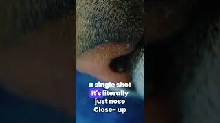 Cat Nose Blocks Camera - #youtubeshorts #funny #youtube #Comedy #Funny #Jokes #Humor #Comedy #LOL