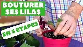 R&eacute;ussir la bouture des lilas 🌿 [5 &eacute;tapes - Facile] | D&eacute;tente Jardin