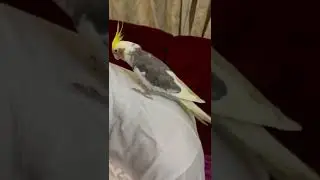Kookoo the cockatiel vomitting 😢