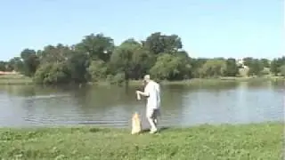 North Texas Dog Trainers