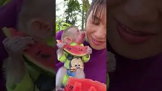 HOW CUTE 🥰 BABY MONKEY LOVES KISSES AND WATERMELON 🍉 💋 😘 CUTE #jodievivienna #babymonkey