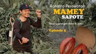 Rahasia Sukses Rawat Mame Sapote Hingga Berbuah | Tips & Trik