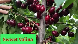 Sweet Valina Gizela 6 &Uuml;zerinde