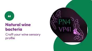 PN4&trade; and VP41&trade; : Selected wine bacteria to manage the sensory profile of your red wines