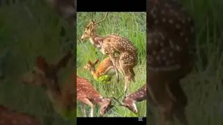 Wildlife photography shorts #wildsafari #wildanimals