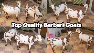 Top Quality Barbari Bakriya Available in Bandlaguda | Agra Breed Goats | Hyderabad