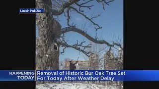 Historic bur oak tree removal at Lincoln Park Zoo Tuesday