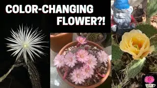 April 2022 Cactus Flowers | Spring