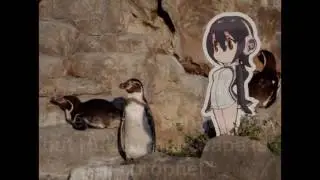 Hululist Penguins do the Battotai March for the Grape-Kun Kōtei