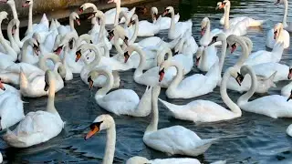 Swan Family - Hungry Swans - Wildlife - Southmere Lake  - Thamesmead - London - Birds Sanctuary