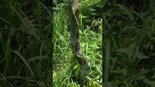 華南青岡上發現一支蛾毛蟲軍隊 │ An army of slug moth caterpillars on a Cyclobalanopsis edithiae tree │ #1