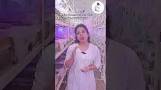 Saffron Farm Update: Dormancy Phase Explained