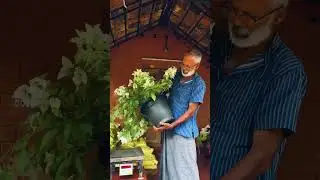 Bougainville in ecothrive soilless growing media #gardening