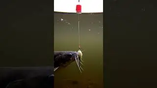 🎣 CRAZY Fish Bites Bait! 🤯 You Won't BELIEVE What Happens! 🐟 #fishing #shorts