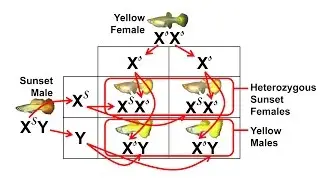 Sunset and Yellow Micariff Guppy Genetics, Sex-Linked Inheritance