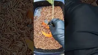ASMR|caterpillars eat turmeric#asmr #satisfying #ulat #asmrcore #shortvideo #shorts #short