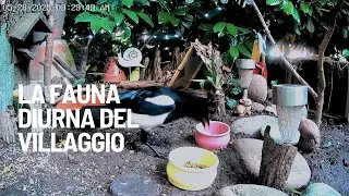 🐦 La fauna diurna del villaggio Yellow Beak #animalshelter #faunaselvatica #birdspecies
