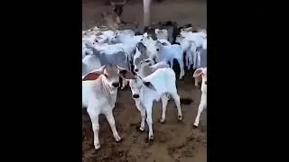 vrindavan gaushala