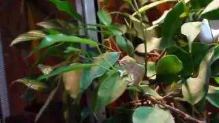 cameleon mange un phasme