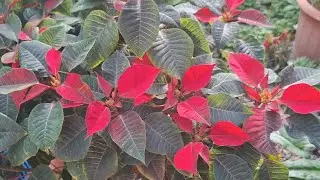 Il Natale si Avvicina e il Mio Giardino è Pieno... - O Natal Está Chegando e Meu Jardim Está Cheio..
