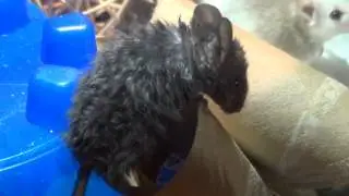 Fancy Mice and ASF Babies Playing