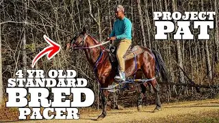 Тренировочный день в рамках программы PACER (Project Pat) для рысаков прошел примерно так... | Ко...