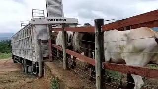 EMBARQUE DE BOI GORDO PARA ABATE . MAS UM CARREGAMENTO CAMINHÃO BOIADEIRO.