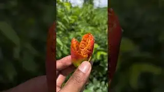 Timun tikus yang kaya akan manfaa #timuntikus #timun #grandis #ivygourd #herbs #naturehealingvibes