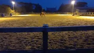 Charlie Adkins, Roseberry Sir Henry, dressage addicts, October, 2021, elementary 44