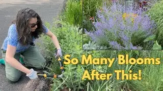 Why I Cut My Perennials in June (Chelsea Chop + Deer-Resistant Picks!)