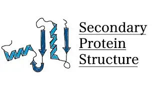 Secondary Structure of Proteins | MCAT Biochemistry