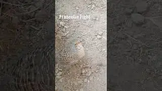 Grey Francolin Fight, Teetar fight#shorts