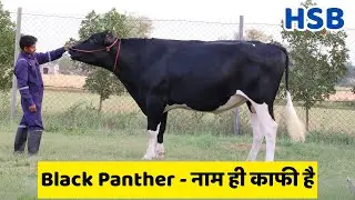 दूध की मशीन तैयार है! देखिए HF का Future – BLACK PANTHER || HSB
