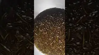 Shoal fish hatch in monsoon water
