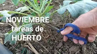 NOVIEMBRE tareas de HUERTO 