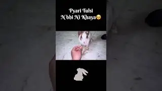Ku Ni Khari🥺 #viralvideo #comedy #shorts #shortvideo #you#youtube #pets #funny #fyp #food #pets