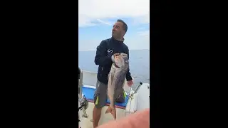 Slow pitch jigging. Doppio strike movimentato. Primi test esche VIVO AQS (la rivincita di mio padre)