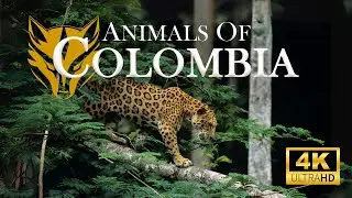 Animals Of Colombia -  Home to Over 1,900 Bird Species