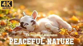4K 60FPS 🍃 Experience Peaceful Nature with Baby Animals & Soft Piano Sounds