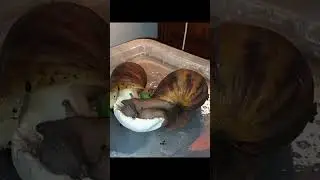 Snails eating mushroom time-lapse! | Featuring our lovely Vitani and Kovu. #snails #time-lapse