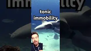 how to hypnotize a shark
