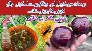 How to make organic insecticide, fungicide, fertilizer, pesticides for plants | Free of Cost