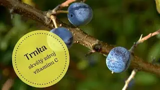 #42 Trnka - zimní vitamín C | Síla pro život