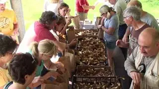 Top 6 Morel Mushroom Hunting Tips by Chris Matherly, how to find the most morel mushrooms!