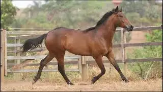 15   DAVINCI LEO HDBA