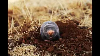 Ask Gardener Lynn #39 How to get rid of  rodents in the garden
