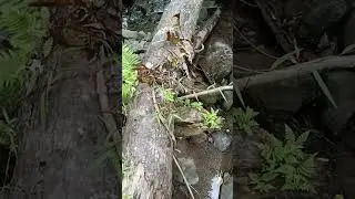 Nature Lover's #mytravels #shortvideo #adventure #subscribe